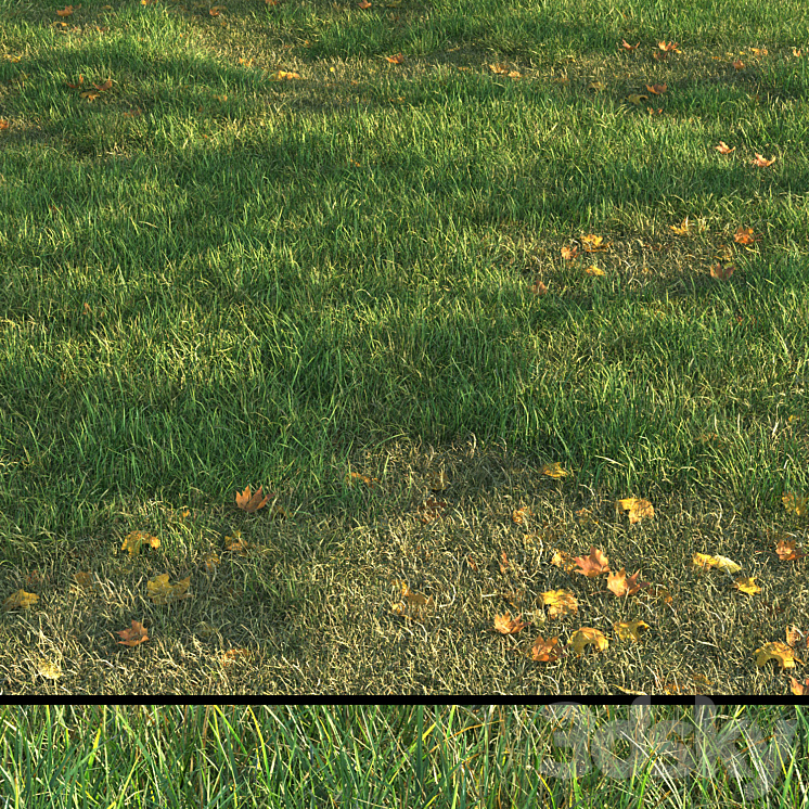 GRASS011 