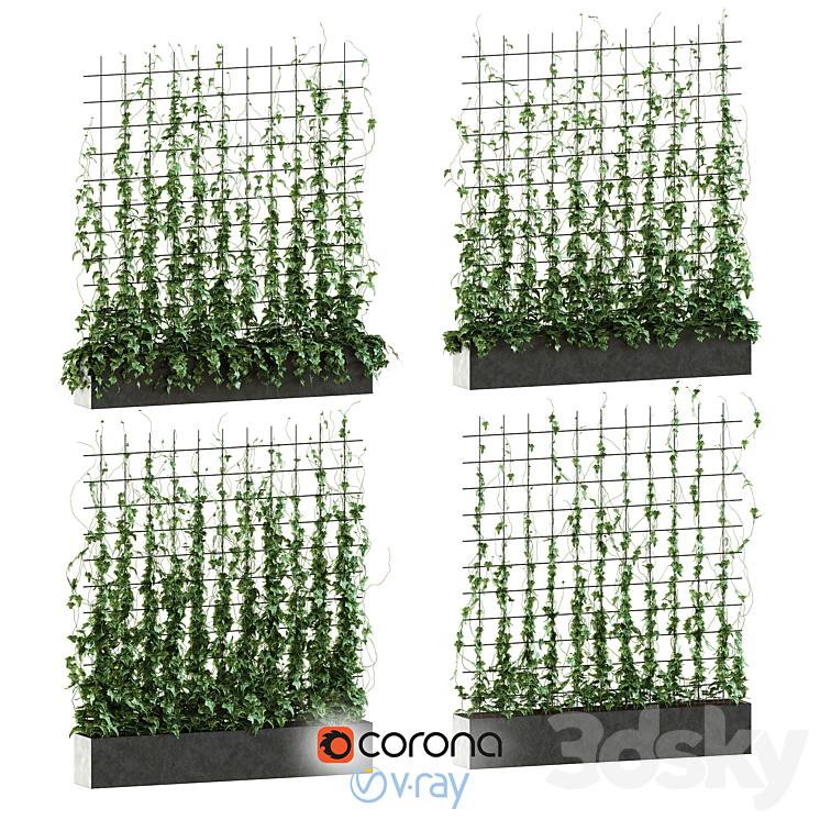 IVY ON THE GRID 
