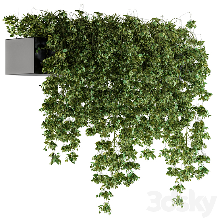 HANGING IVY PLANTS IN POT 
