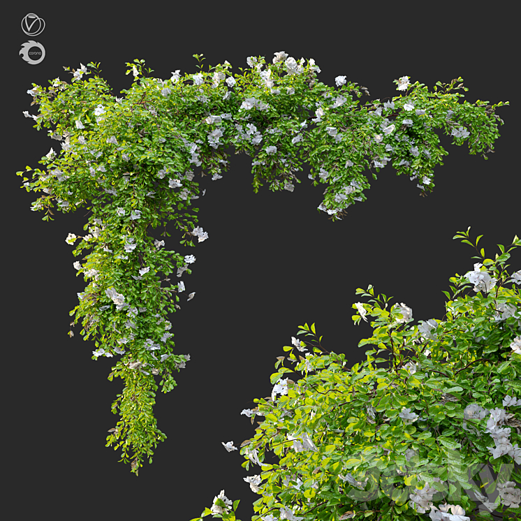 HANGING PLANT 12 