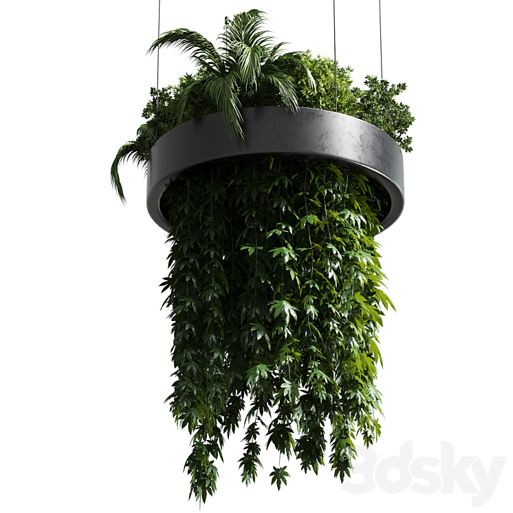 HANGING PLANT INDOOR PLANT 292 