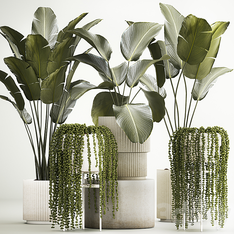 HANGING_PLANTS_SUCCULENTS_ROWLEY_AND_CALATHEA_LUTEA_STRELITZIA_IN 