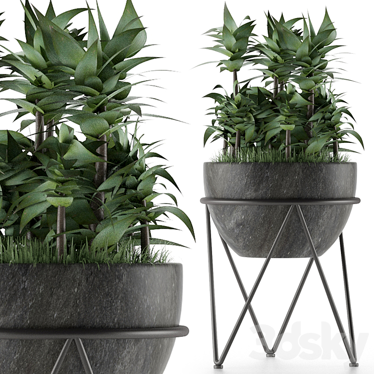 HOUSE PLANT 21 