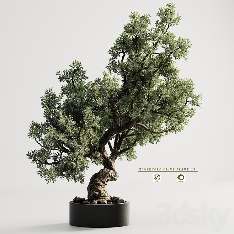 HOUSEHOLD OLIVE PLANT 03 