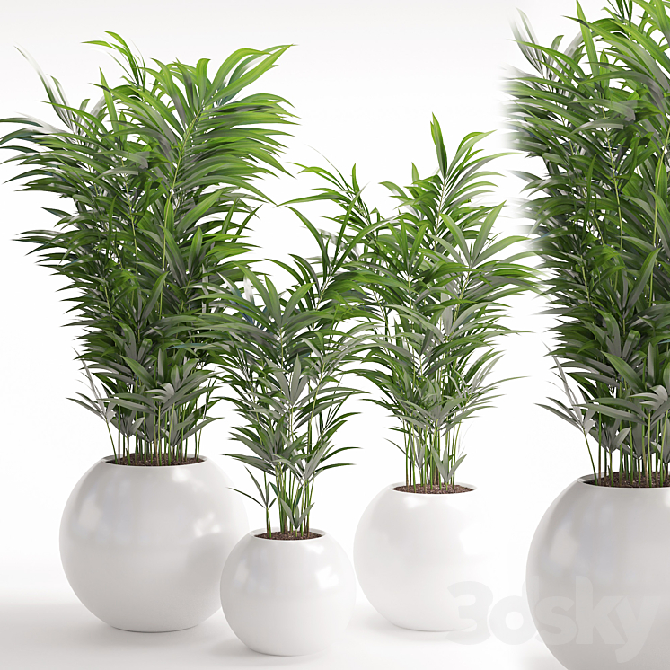HOUSEPLANT 20 