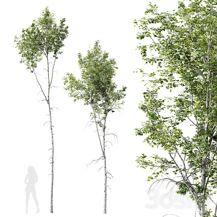 HQ PLANTS BETULA PENDULA02 