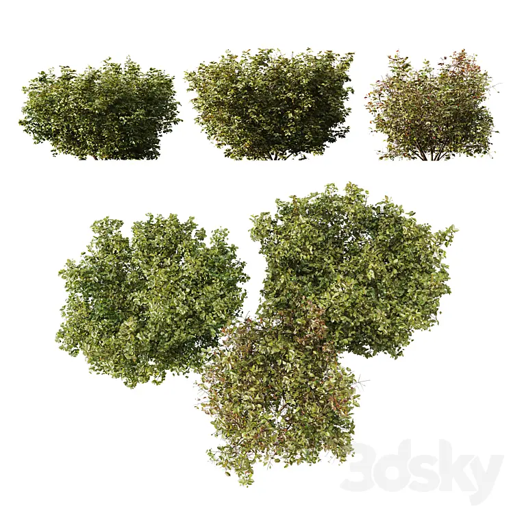 HQ PLANTS CORNUS SANGUINEA 
