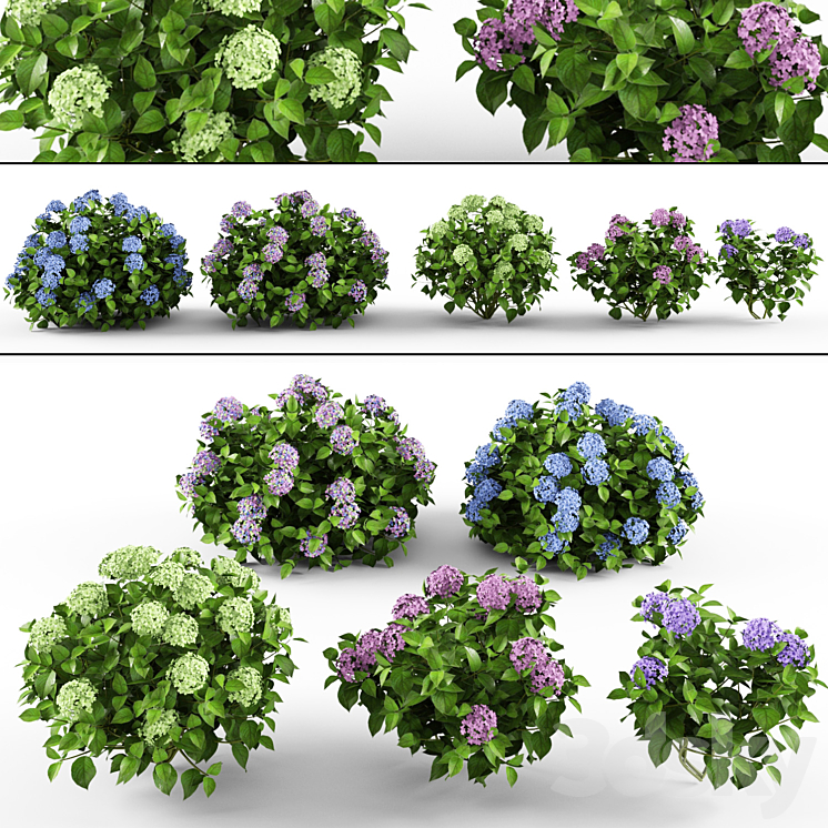 HYDRANGEA 