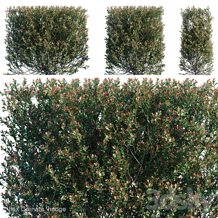 ILEX CRENATA HEDGE 