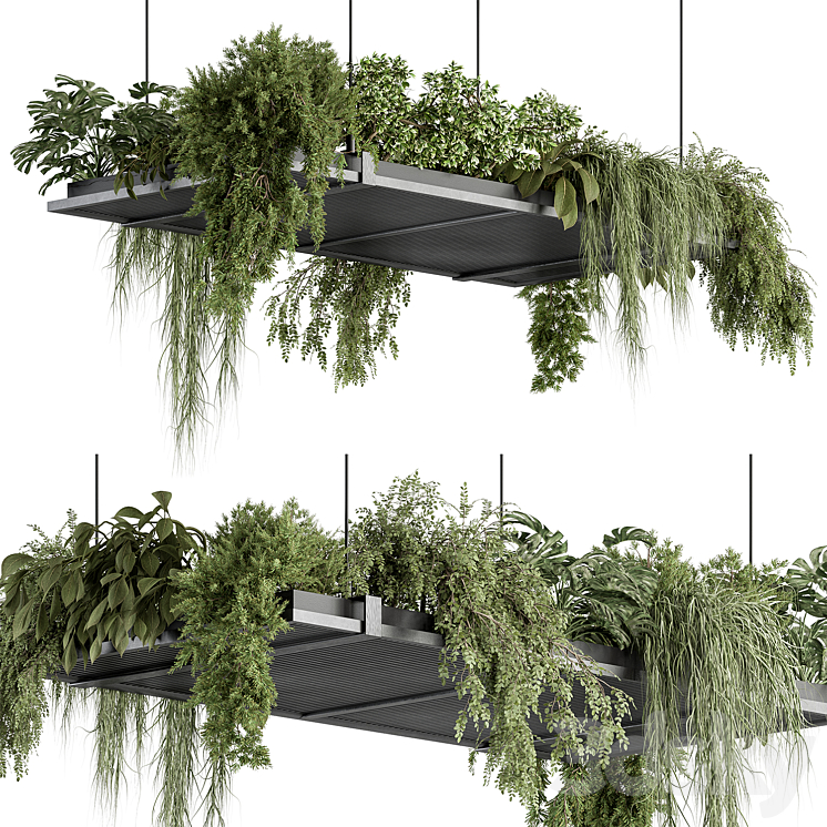 INDOOR PLANT 443 HANGING PLANTS 