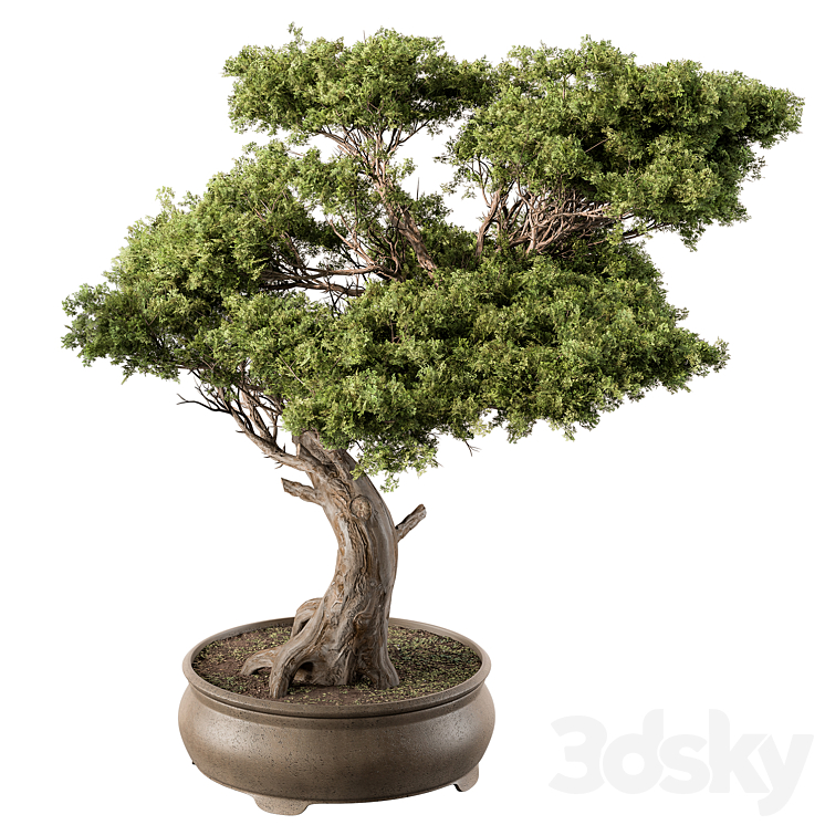 INDOOR PLANT 451 BONSAI PLANT 