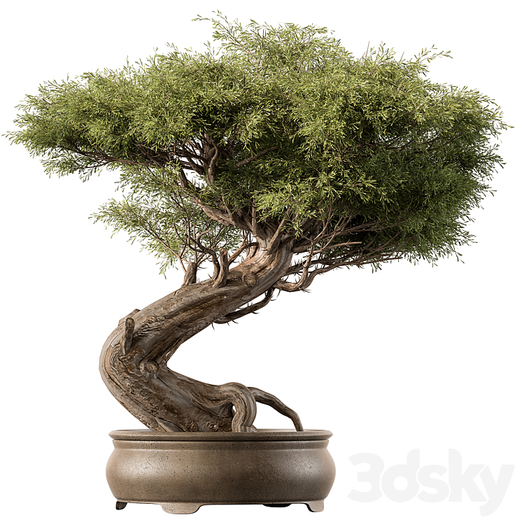 INDOOR PLANT 452 BONSAI PLANT 