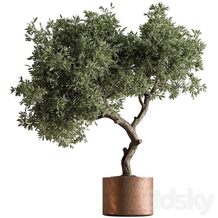INDOOR PLANT 573 TREE IN POT 