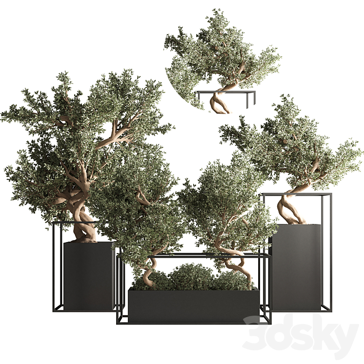 INDOOR PLANT BONSAI SET 24 