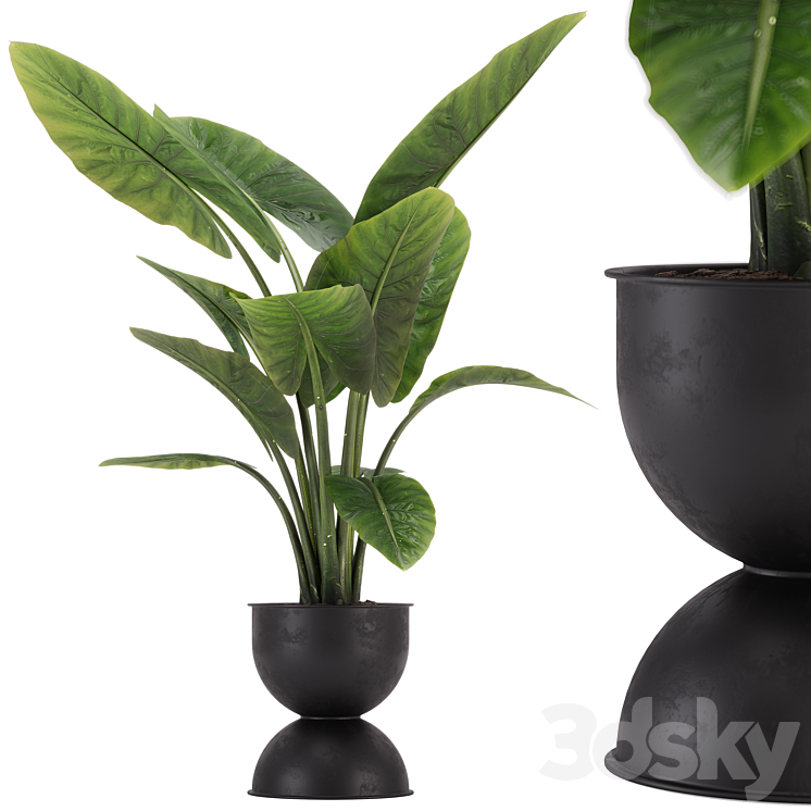 INDOOR PLANT SET 36 