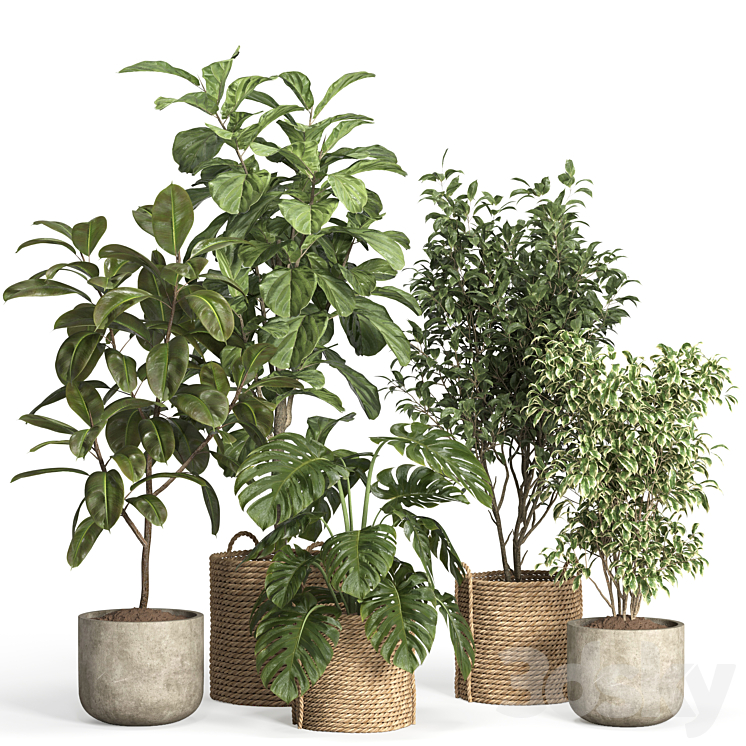 INDOOR PLANT SET 55 RATTAN AND CONCRETE 
