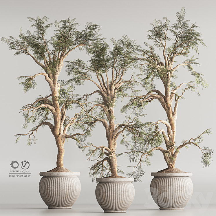 INDOOR PLANT SET 69 