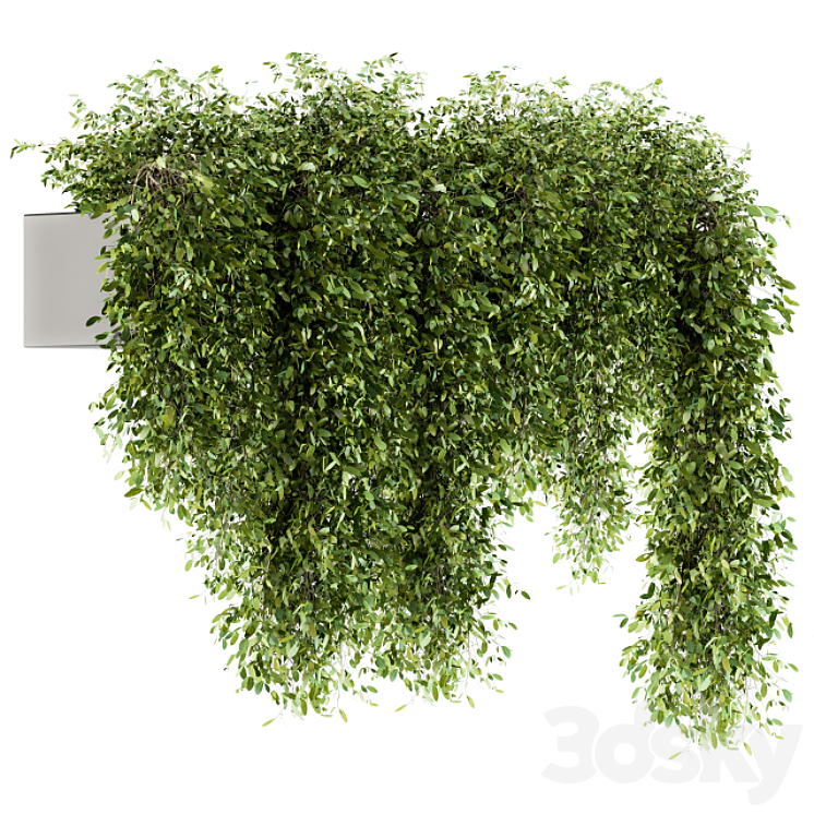 INDOOR PLANT SET 98 HANGING PLANTS 
