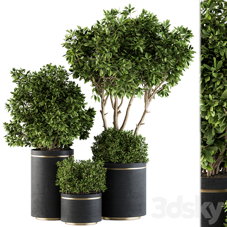 INDOOR PLANT SET 105 BLACK AND GOLD 