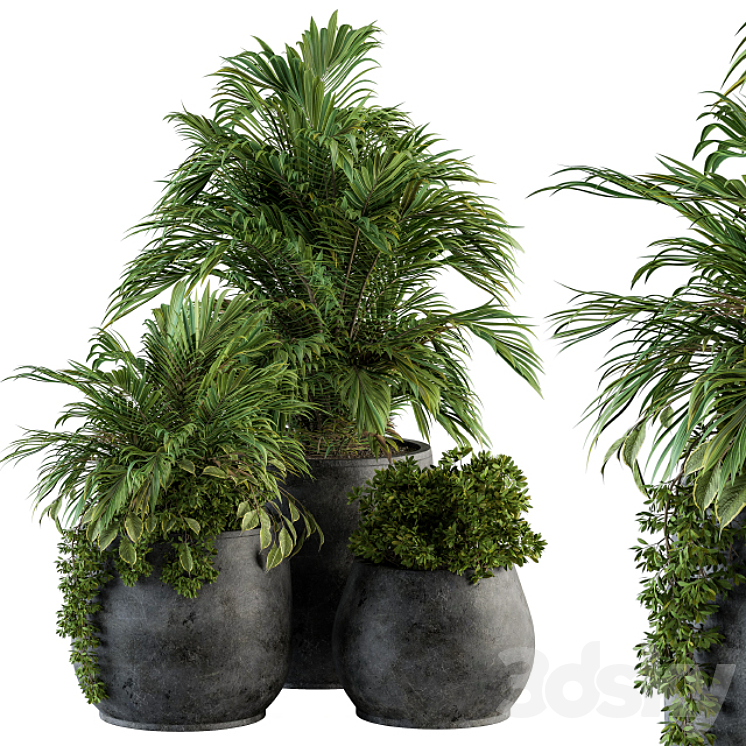 INDOOR PLANT SET 113 BLACK POT 