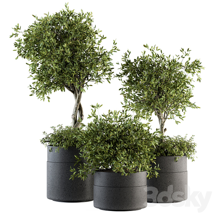 INDOOR PLANT SET 193 TREE IN POT 