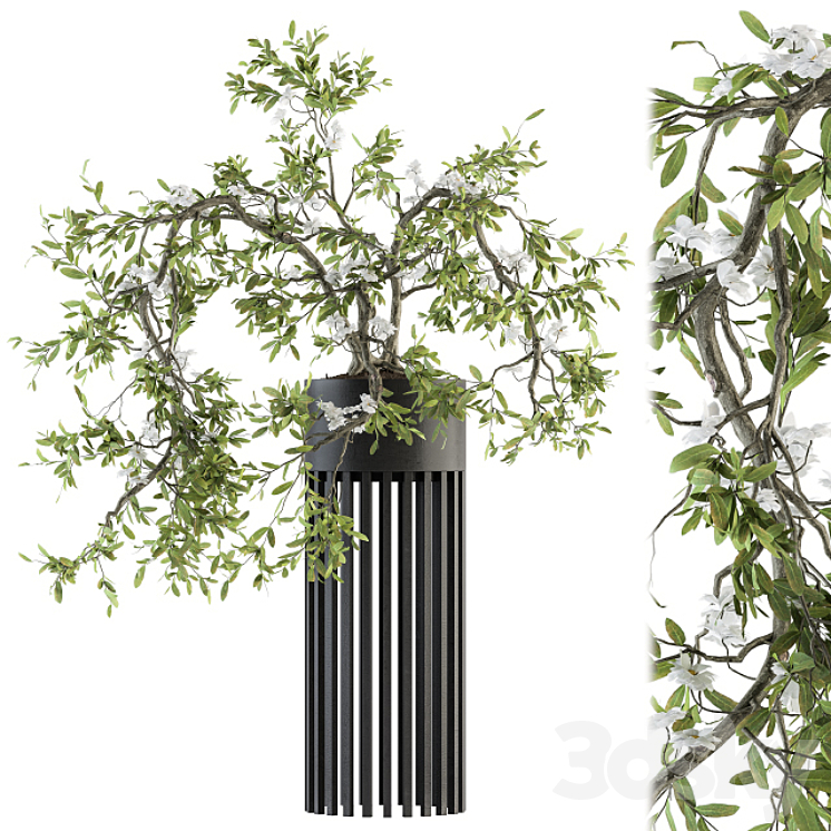 INDOOR PLANT SET 198 BONSAI IN POT 