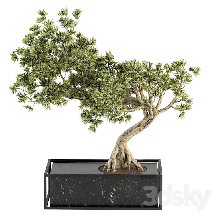 INDOOR PLANT SET 225 BONSAI PLANT 