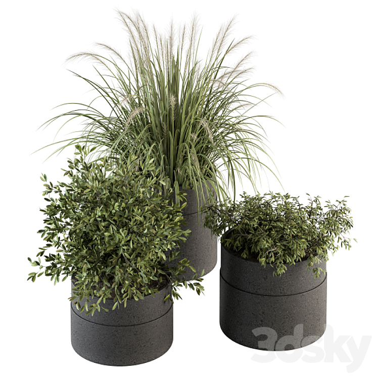 INDOOR PLANT SET 250 PLANTS SET IN POT 