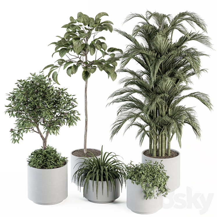 INDOOR PLANT SET 257 PLANT SET IN POT 