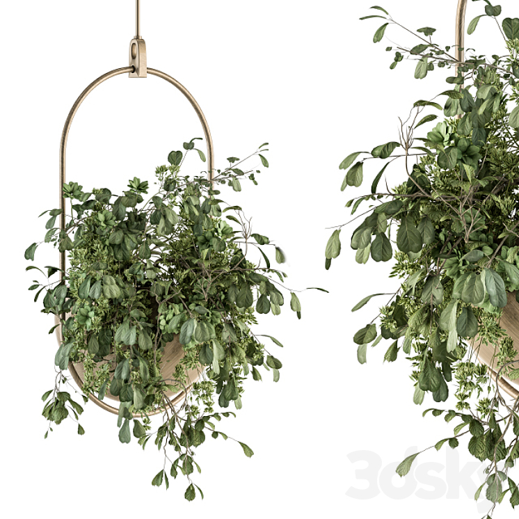 INDOOR PLANT SET 283 HANGING PLANTS 