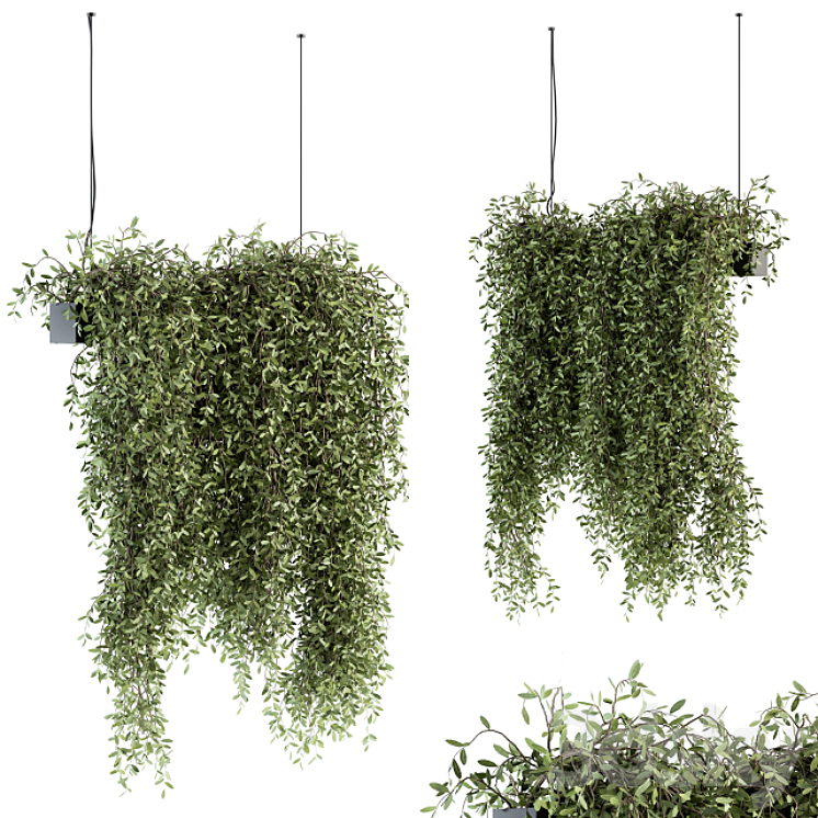 INDOOR PLANT SET 287 HANGING PLANTS 