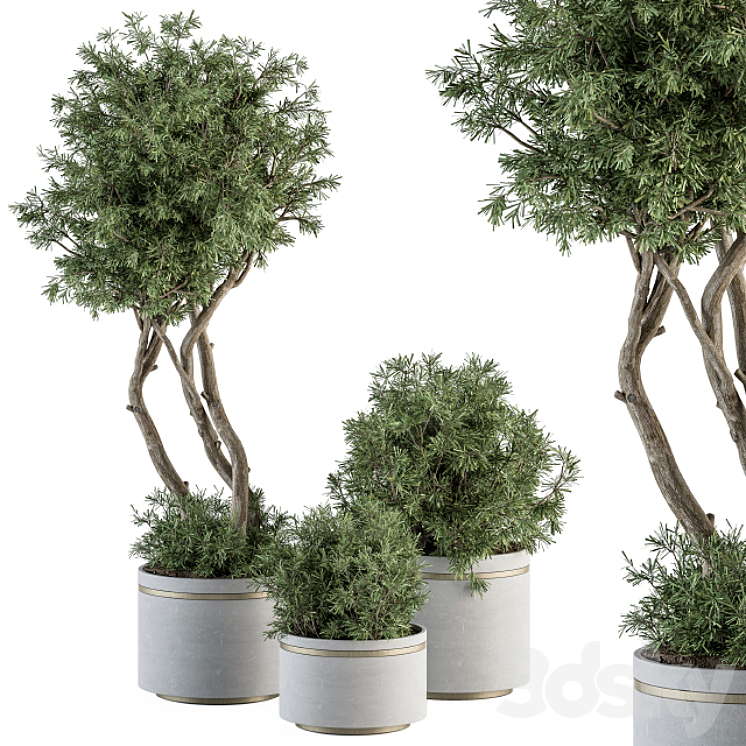 INDOOR PLANT SET 309 NEEDLE TREE AND BUSH SET IN POT 