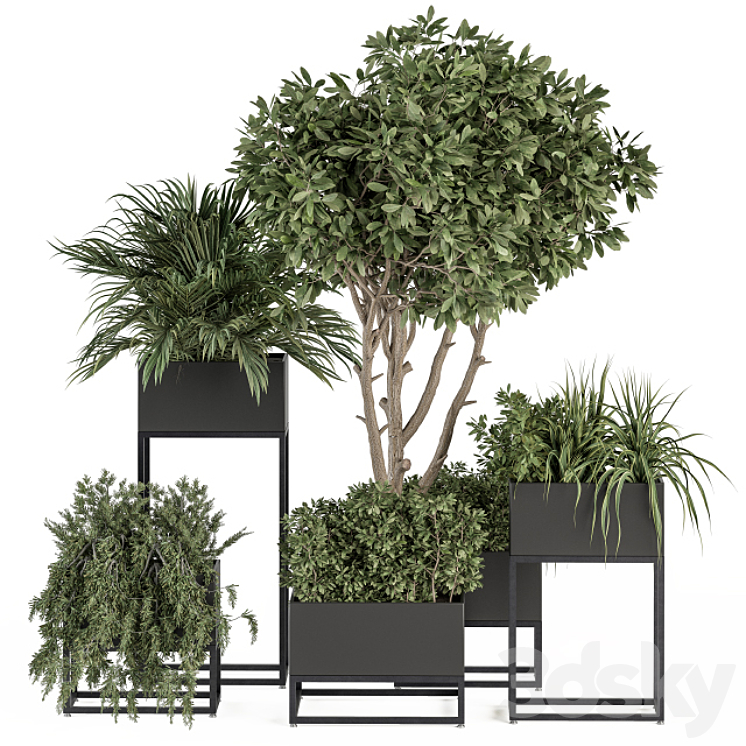 INDOOR PLANT SET 327 PLANT SET IN BLACK BOX 