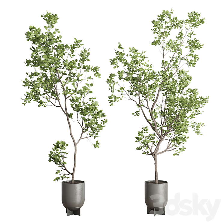 INDOOR PLANT SET 397 POT TREE IN A CONCRETE DIRT VASE 