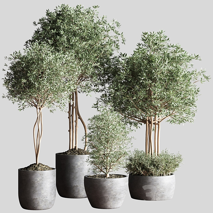 INDOOR PLANT SET12 