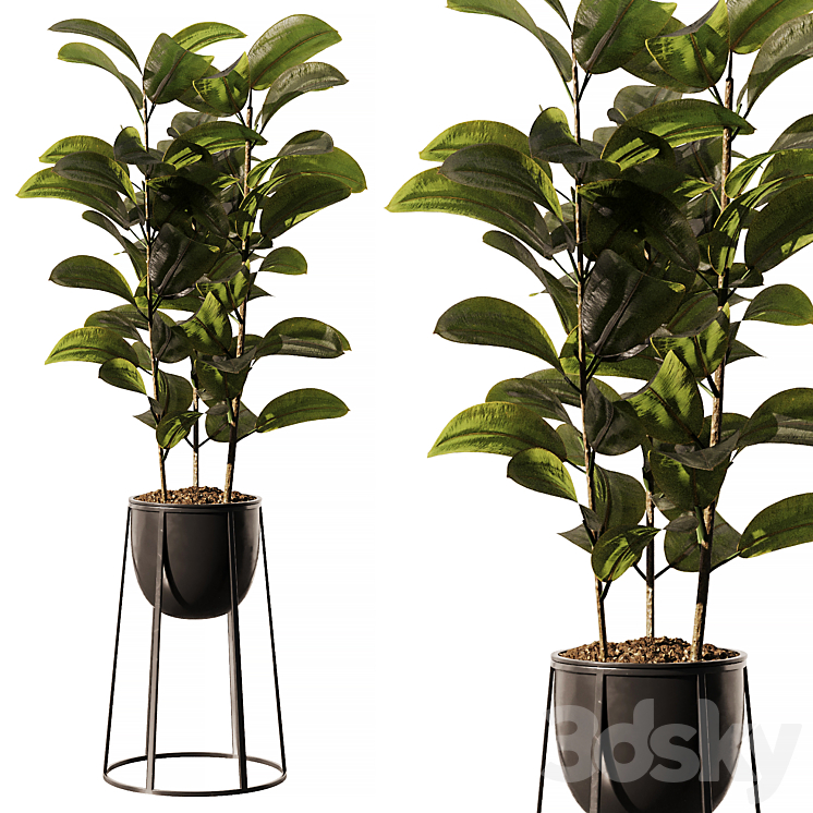 INDOOR PLANT SETV18 FICUS STAND POT 