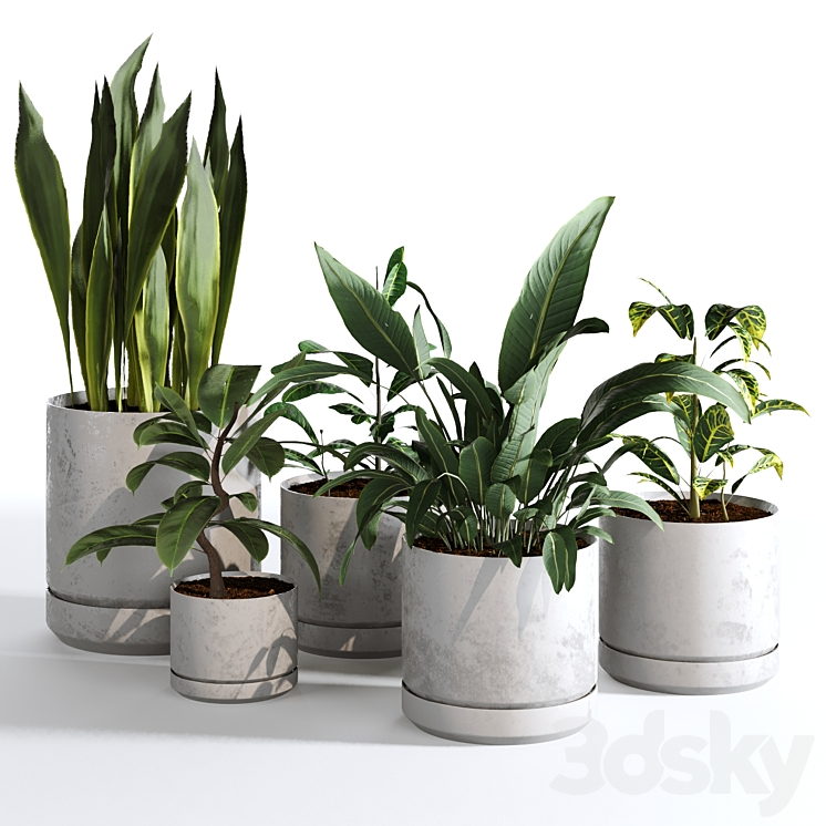 INDOOR PLANTS COLLECTION SET 03 