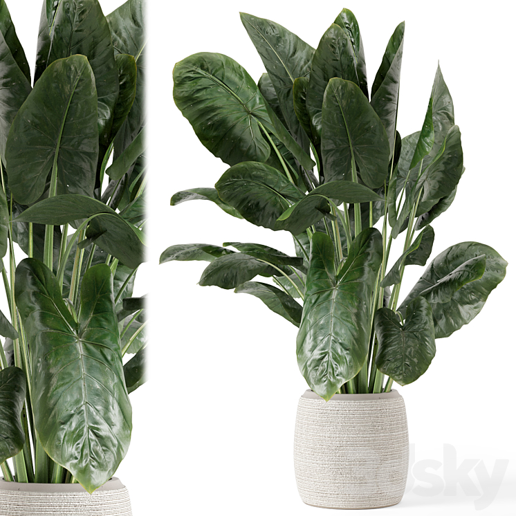 INDOOR PLANTS IN HANDMADE STONE POT SET 1797 