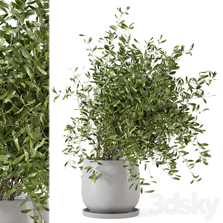 INDOOR PLANTS IN RUSTY CONCRETE POT SET 281 