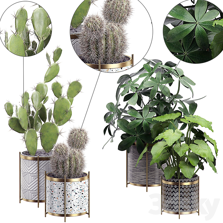 INTERIOR FLOWER PACK 19 CACTUS PART 3 