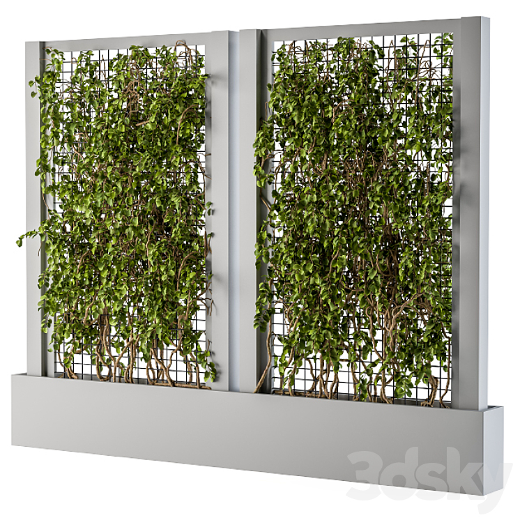 IVY BOX PLANTS GRAY 