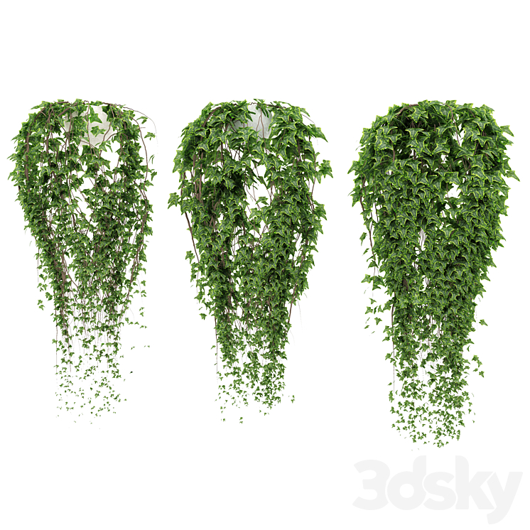 IVY IN POT 