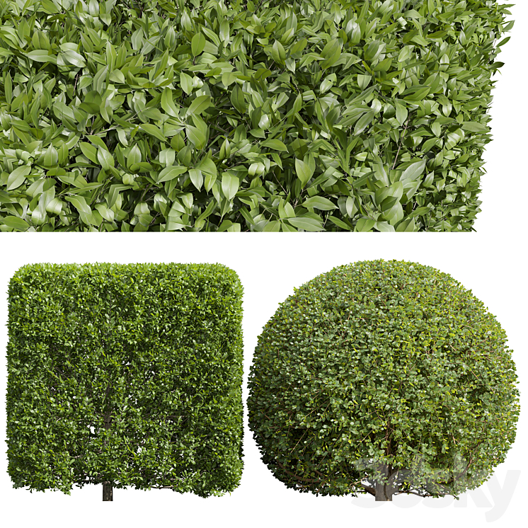 LIGUSTRUM QUIHOUI PRIVET AND FICUS CONCINNA BONSAI PRUNED 