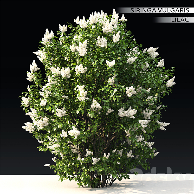 LILAC FLOWERING #3 
