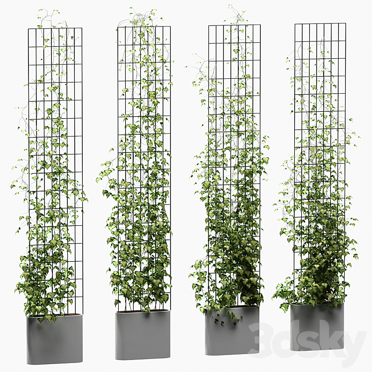 IVY ON THE TRELLIS 4 MODELS 