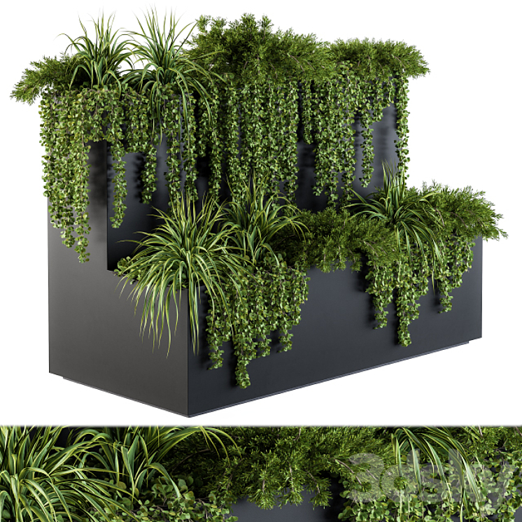 IVY PLANTS IN BOX SET 61 