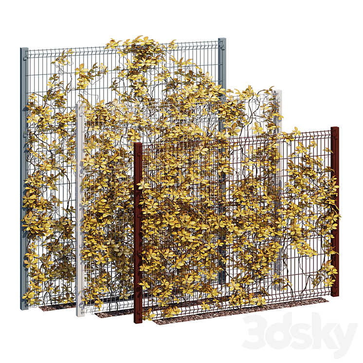 IVY WALL TEN 
