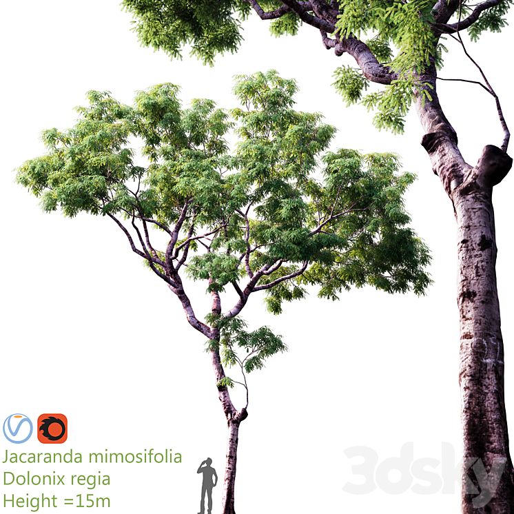JACARANDA MIMOSIFOLIA DOLONIX REGIA HEIGHT = 15M 