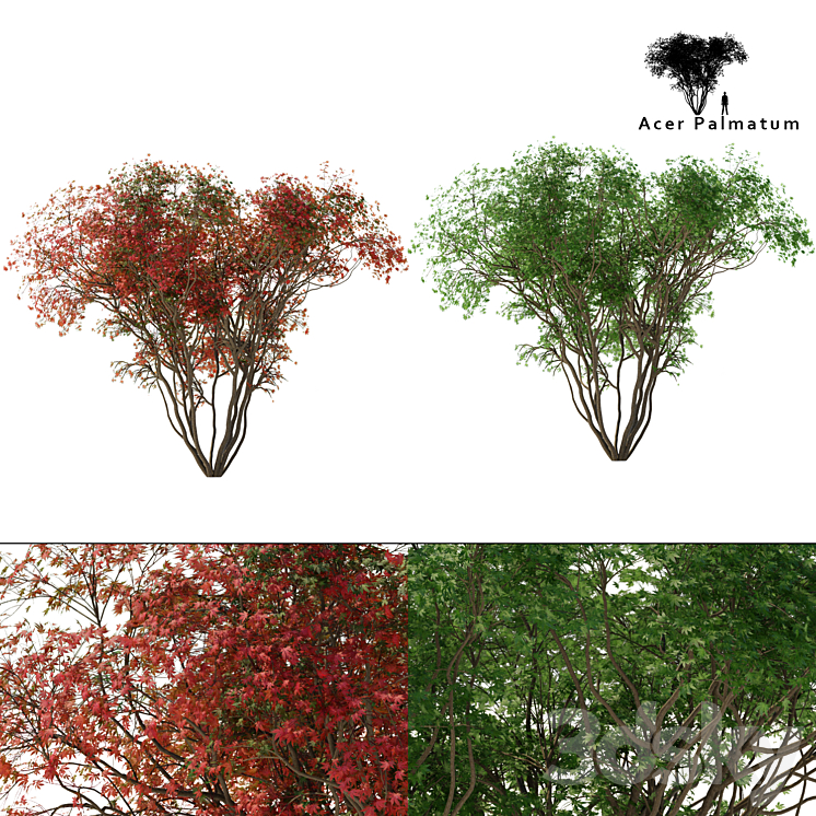 JAPANESE MAPLE SEASON 2 ACER PALMATUM TREE 