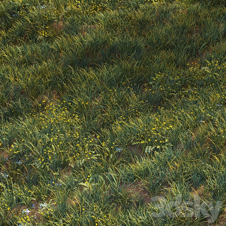 JUNE GRASS 